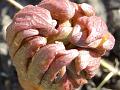 2014-0315-1435_Peony_17.8C